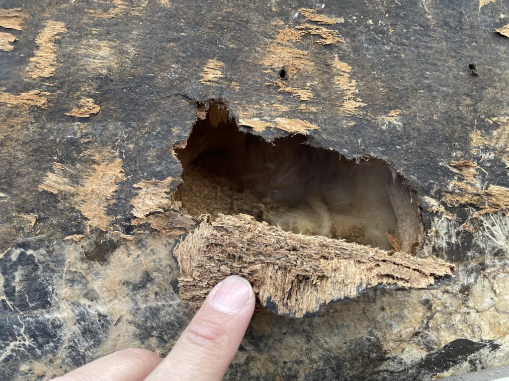ミサワホーム木質パネル工法となっているため、壁パネルの合板が腐食して断熱材が見えています。