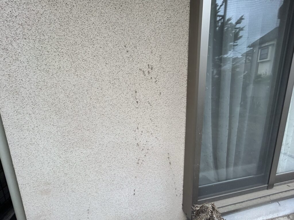 ツルが伸びて外壁にへばりついていました。